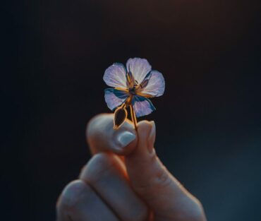 Nahaufnahme einer lila Blume Nahaufnahme einer lila Blume, die ihre feinen Details offenbart.